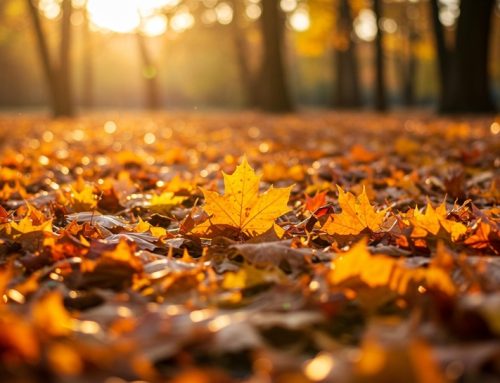Acquisitie in de herfst
